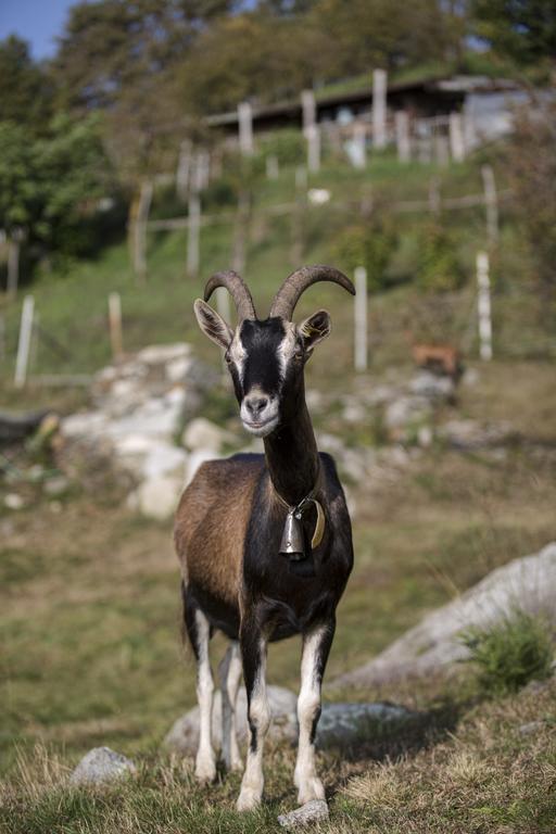 Agriturismo Da Attilio Cannobio Εξωτερικό φωτογραφία